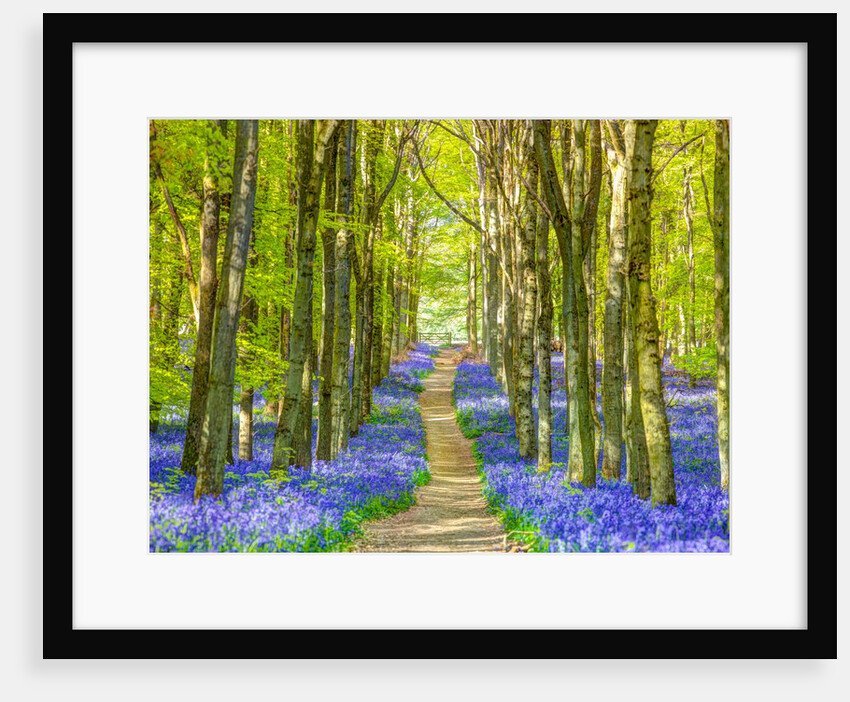 Bluebells by Assaf Frank